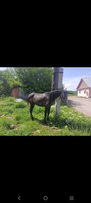Кунажын байтал сатылады
