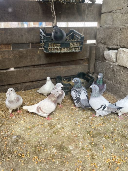 Vand sau schimb cu porumbei,iepuri sau pasari de curte