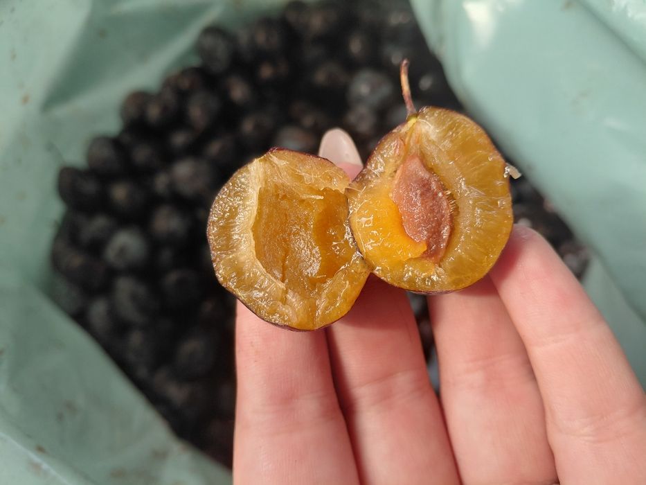 Prune de vânzare pt țuică