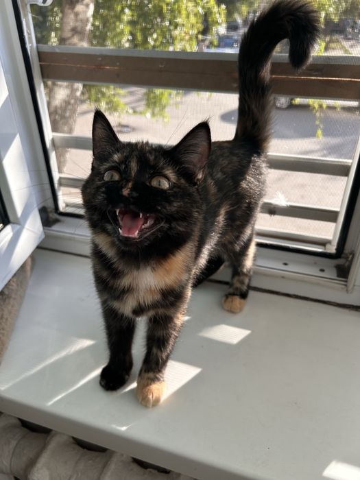 Отдам найденных котят