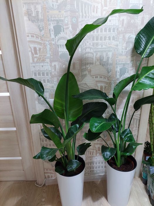 Большие цветы для офисов