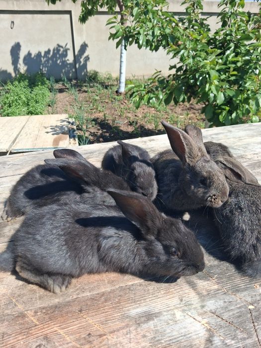 Vând pui de iepuri din rasa belgian
