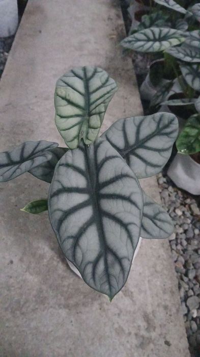 Tabiiy tuvakliy gullar sotiladi