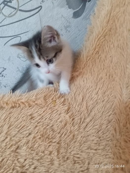 Кошечка  девочка