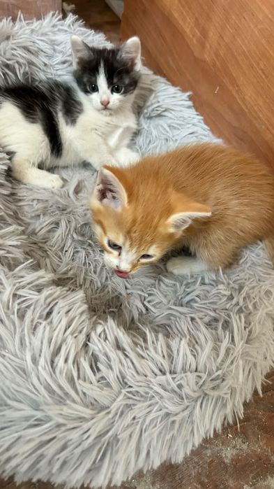 Отдам котят бесплатно