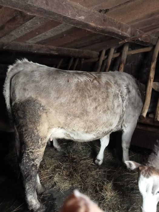 Junincă de vânzare