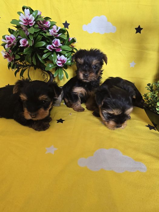 Мини йоркширски териер