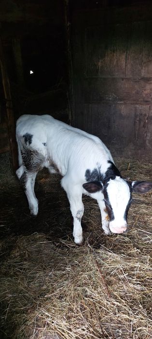 Mă vinde stăpânul,vaca rasa baltata românească cu vițel!