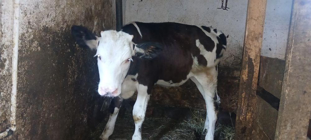 De vânzare vitea holstein
