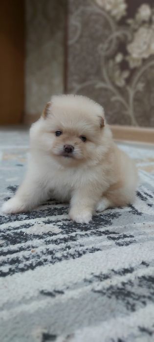 Кремовые шпицы кукольные