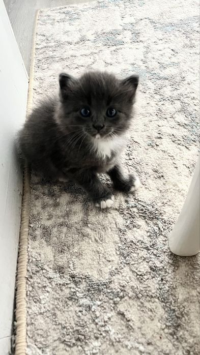 Помесь британца. Котята.