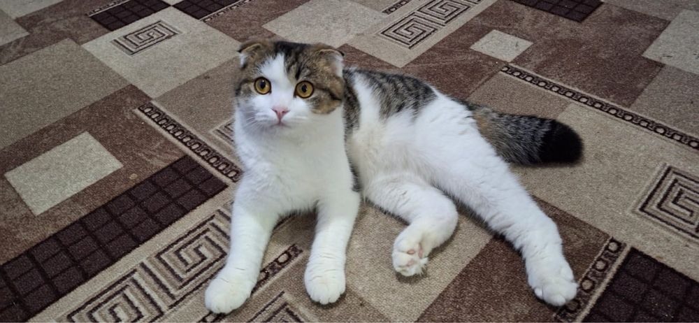 Котик в добрые руки