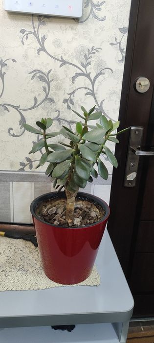 Домашний Цветок толстяка