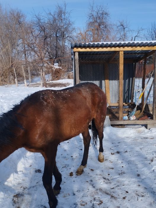 Продам лошадь жебчика
