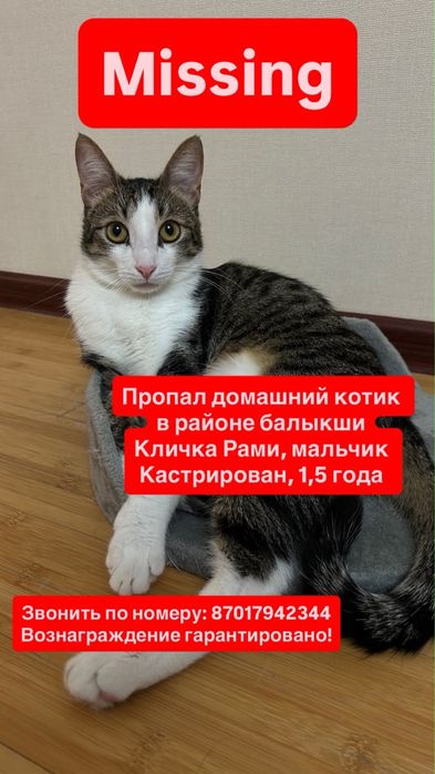 Потерялся кот по кличке Рами в районе балыкши, 1,5 года, кастрирован