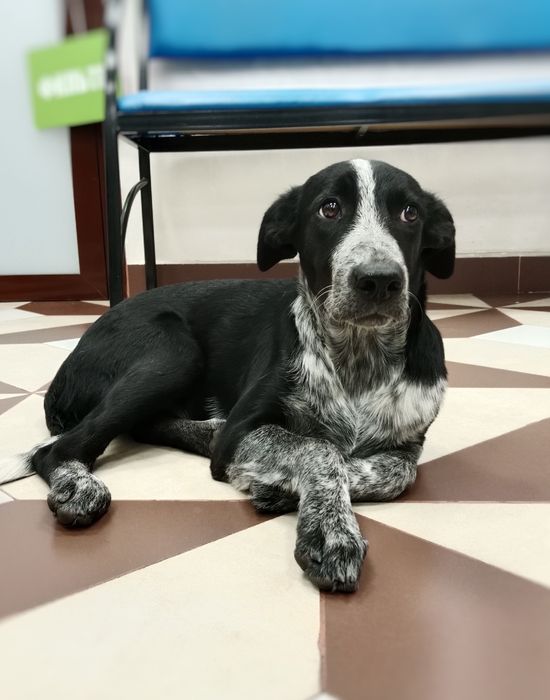 Собачки в поисках дома