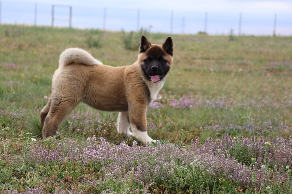 Femela akita american