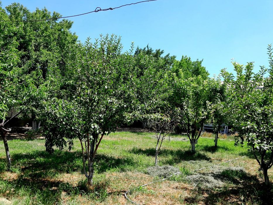 Nazarbek Turkiston Saxovatdan 8 sotix 9 xonali uchastka sotiladi