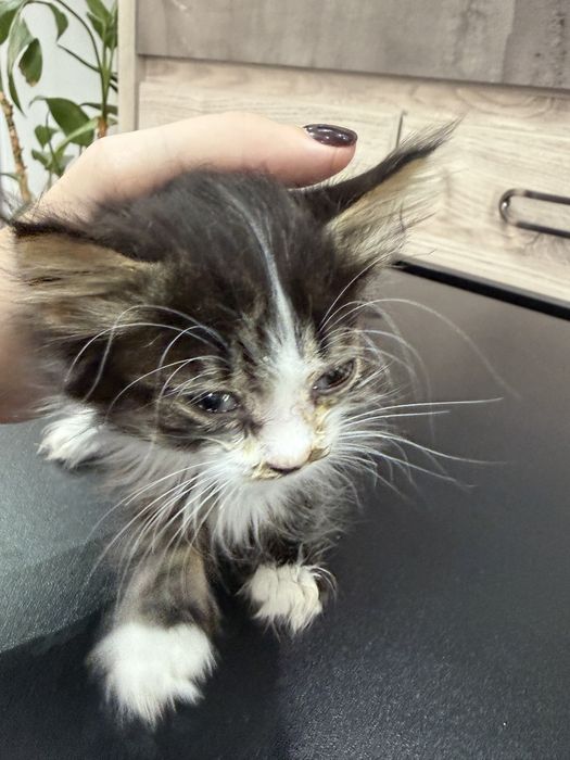 Котенка в хорошие руки