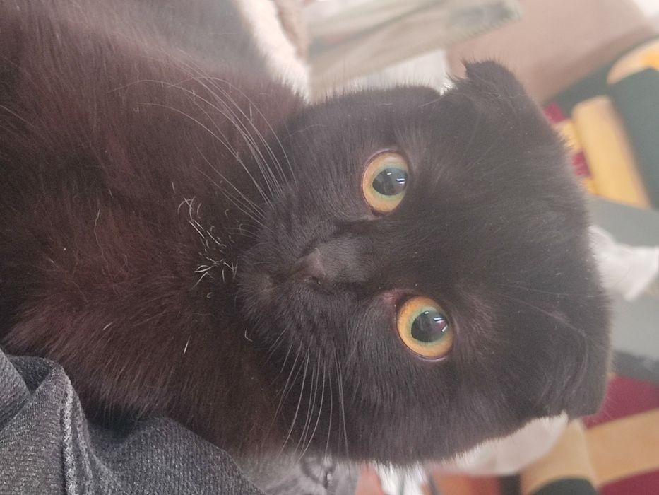 потерялась кошечка!!!