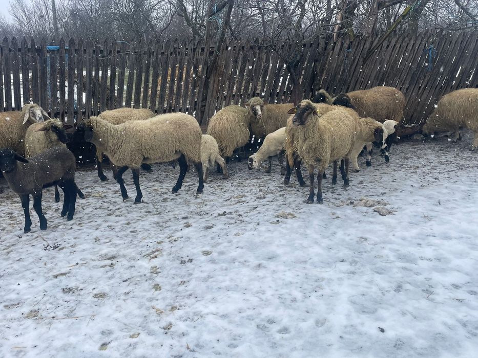 Vand Oi bune de tinut