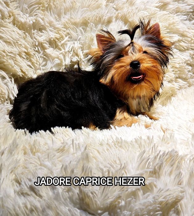 Продаются щенки йоркширского терьера