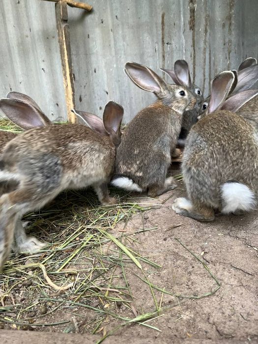 Породистые кролики
