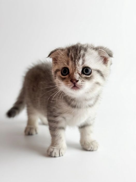 продам шотланских котят