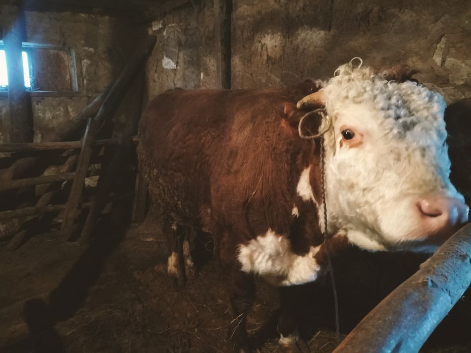 продам бычков белоголовой породы