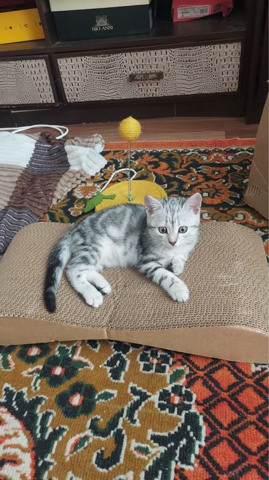 отдам котенка в хорошие руки!