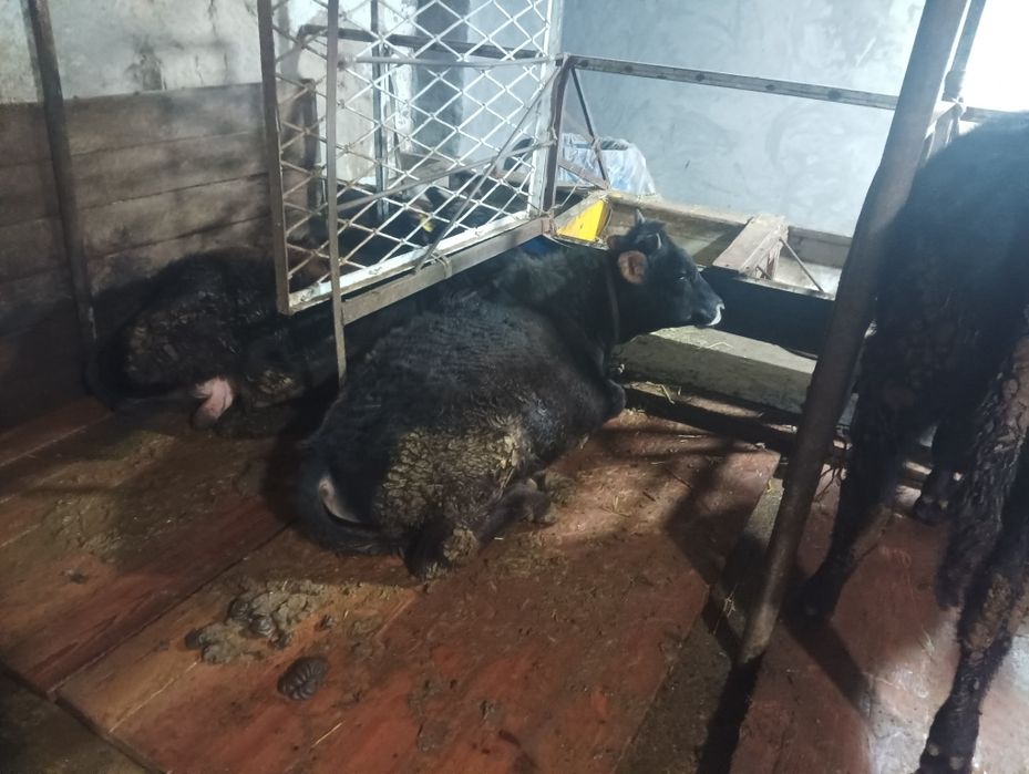 Сотилади швец хукизчала