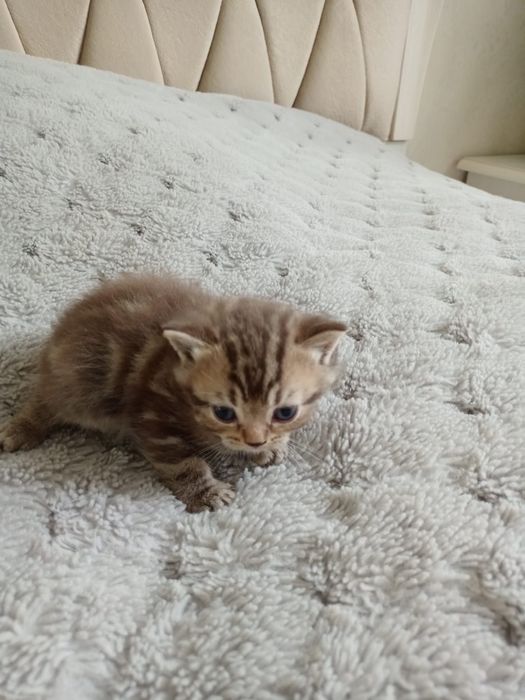 Британские вислоухие котята