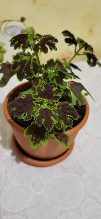 Продам комнатные цветы колеусы