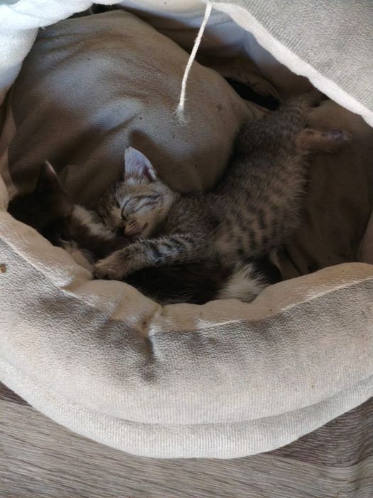 Отдам котенка в добрые руки