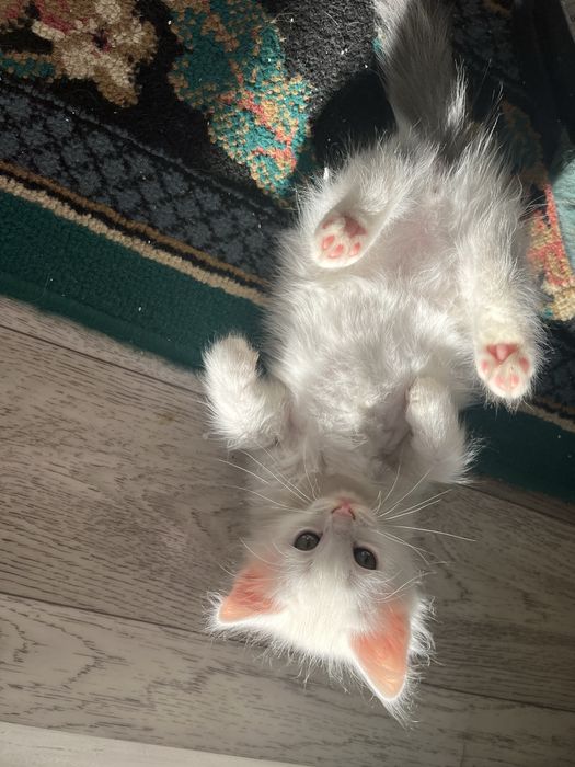 Котята 3мальчика