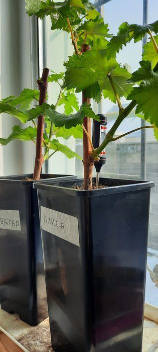 Саженцы винограда продам