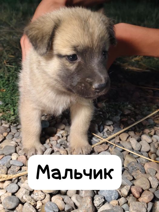 Отдам в хорошие руки