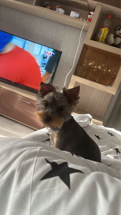 Йорк мальчик для вязки