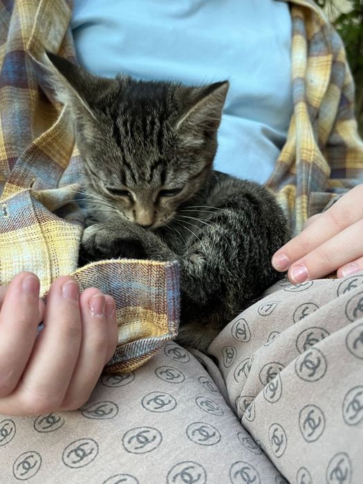 Котенок девочка