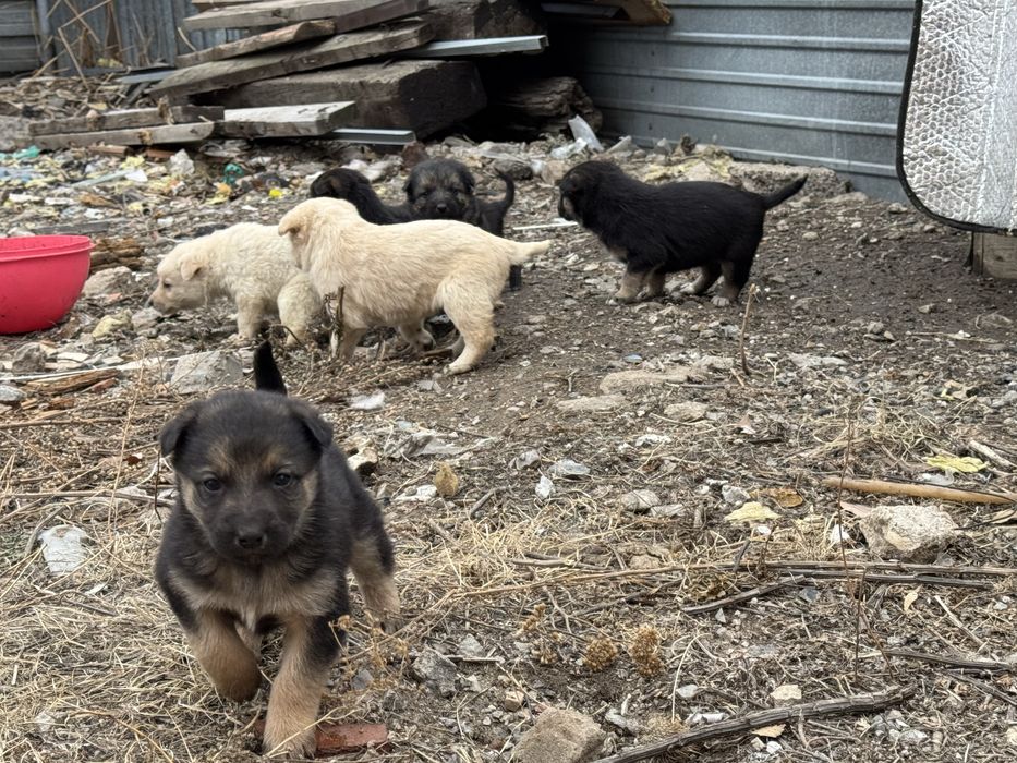 Щенки отдам в хорошие руки