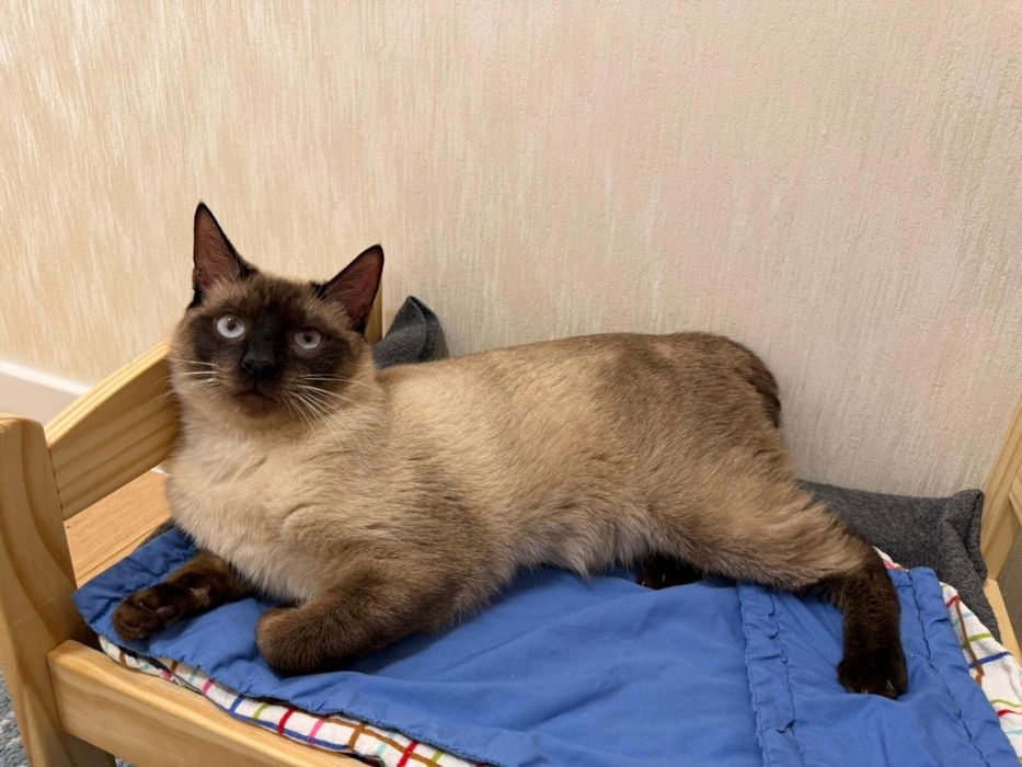 Adoptie responsabila pisoi impreuna