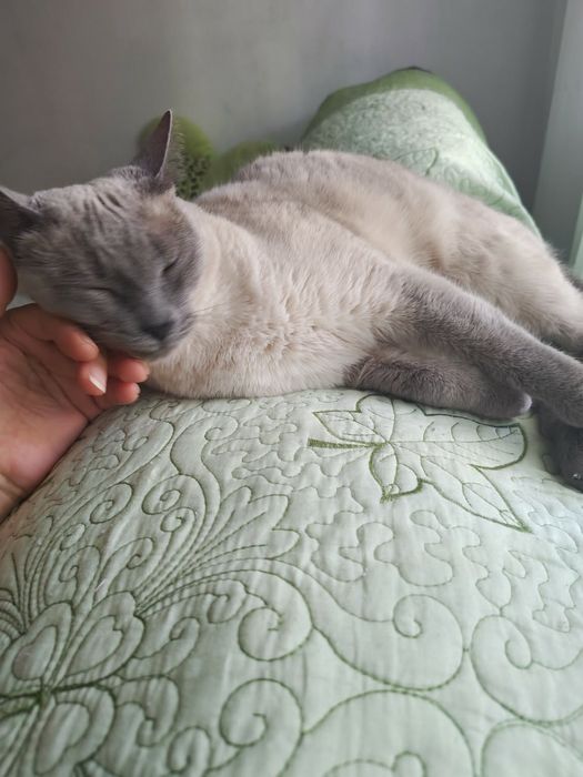 Mika — pisică sterilizată, crescută în apartament, spre adopție
