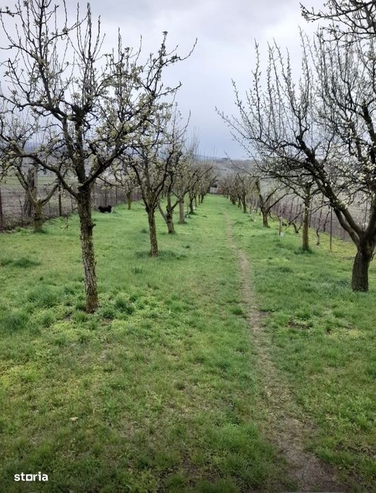 Teren 2.000 mp în Dezmir | Livadă cu 100 pomi fructiferi | Fântână