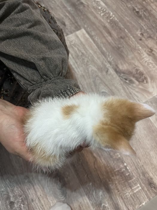 Котенок. Мальчик