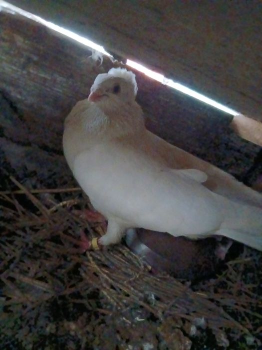 Vând porumbei renunț la rasele astea