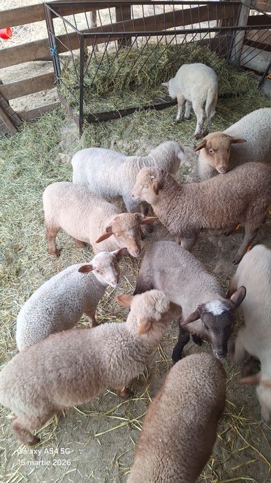 Miei tigaie de vanzare