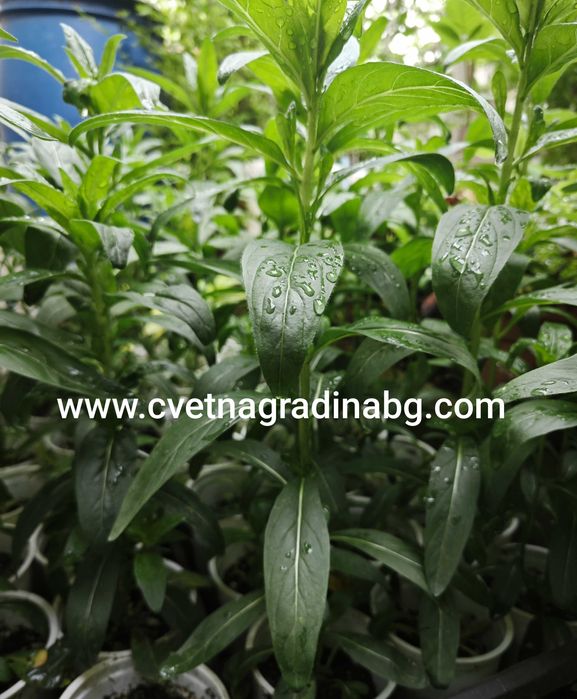 Енотера - Жълта /Oenothera biennis