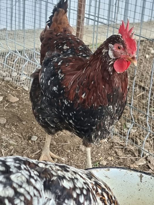 Oua incubat de gaina rasa italiana portelan