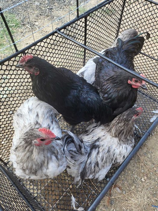 Vând cocoși australorp