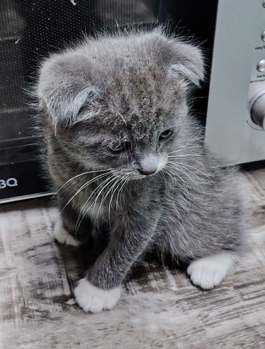 Очаровательные вислоухие котята  от папы Британца и мамы вислоухой